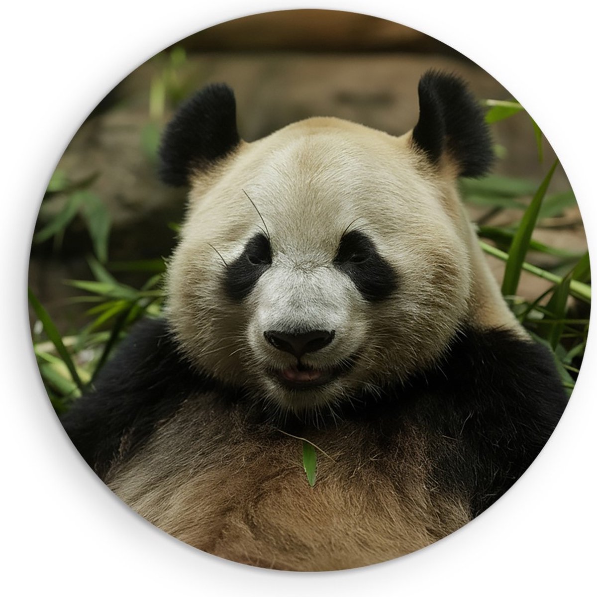 Saammp Muurcirkel Hout - Panda tussen het gras - Natuur - Dieren - Ø 80 - Wandcirkel - Wanddecoratie Cirkel - Muurdecoratie Woonkamer - Slaapkamer decoratie - Rond Schilderij