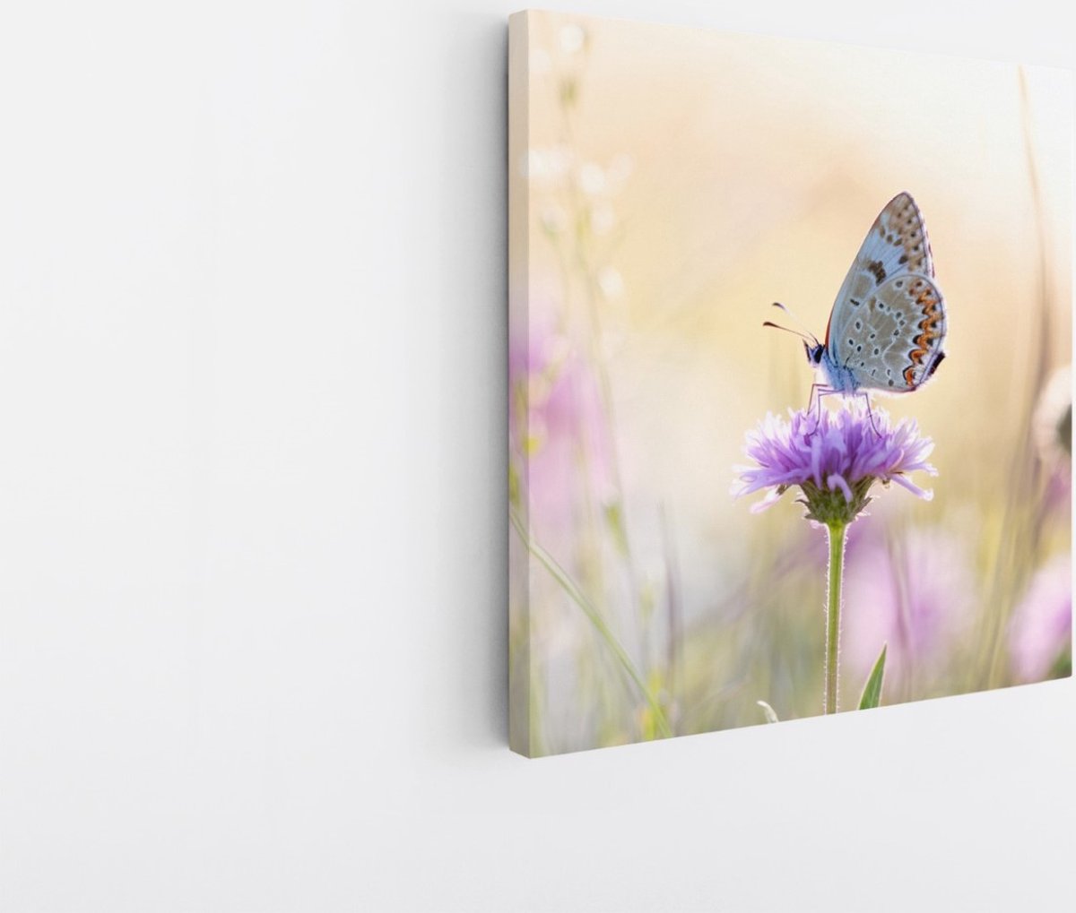 Saammp Canvas Schilderij - Vlinder op paarse bloem - Dieren - Natuur - 60x60 - Foto op canvas - Wanddecoratie - muurdecoratie Woonkamer - Slaapkamer decoratie - Canvas Print Multicolor