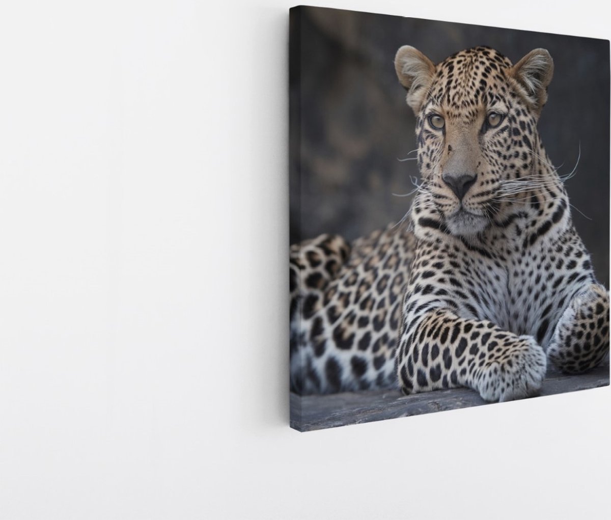 Saammp Canvas Schilderij - Panter op steen - Natuur - Dieren - 40x40 - Foto op canvas - Wanddecoratie - Muurdecoratie Woonkamer - Slaapkamer decoratie - Canvas Print Multicolor