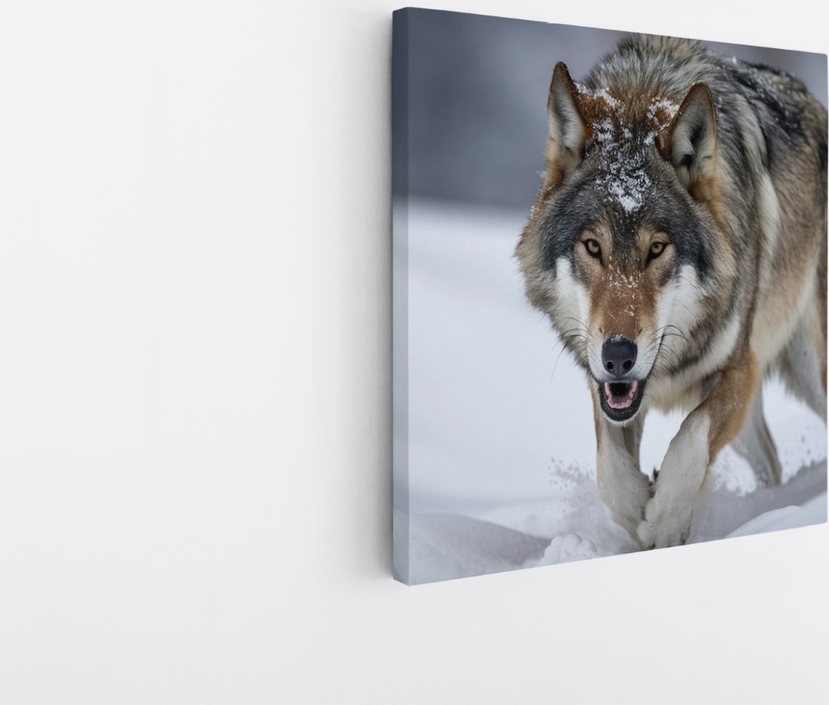Saammp Canvas Schilderij - Wolf in de sneeuw - Winter - Dieren - Natuur - 20x20 - Foto op canvas - Wanddecoratie - muurdecoratie Woonkamer - Slaapkamer decoratie - Canvas Print Multicolor