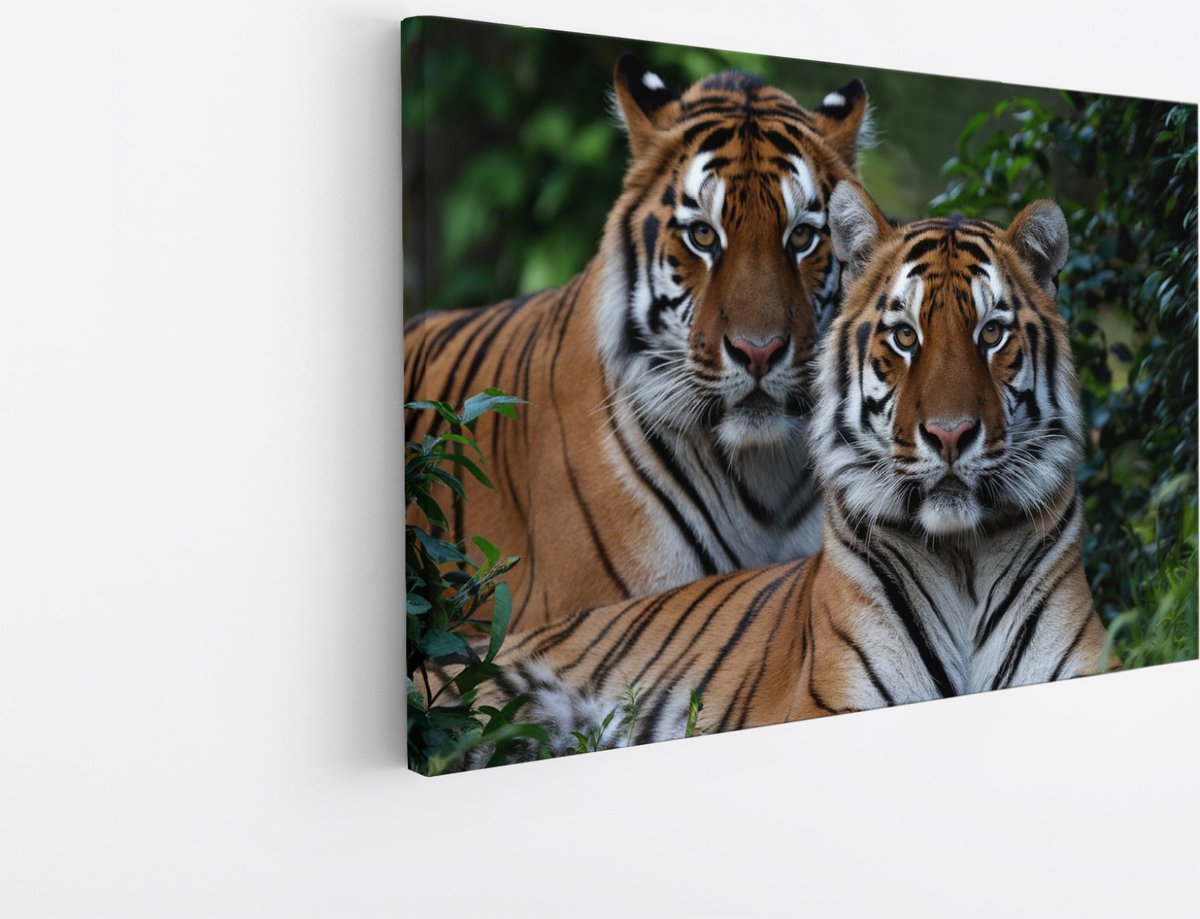 Saammp Canvas Schilderij - 2 Tijgers tussen de Planten - Natuur - Dieren - 60x40 - Foto op canvas - Wanddecoratie - muurdecoratie Woonkamer - Slaapkamer decoratie - Canvas Print Multicolor