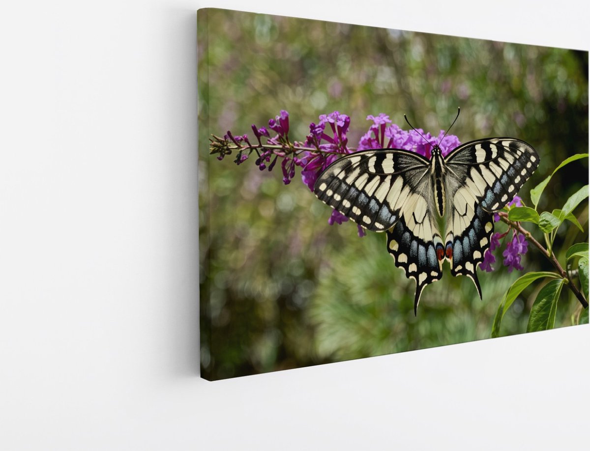 Saammp Canvas Schilderij - Vlinder - Bloemen - Dieren - 30x20 - Foto op canvas - Wanddecoratie - muurdecoratie Woonkamer - Slaapkamer decoratie - Canvas Print Multicolor