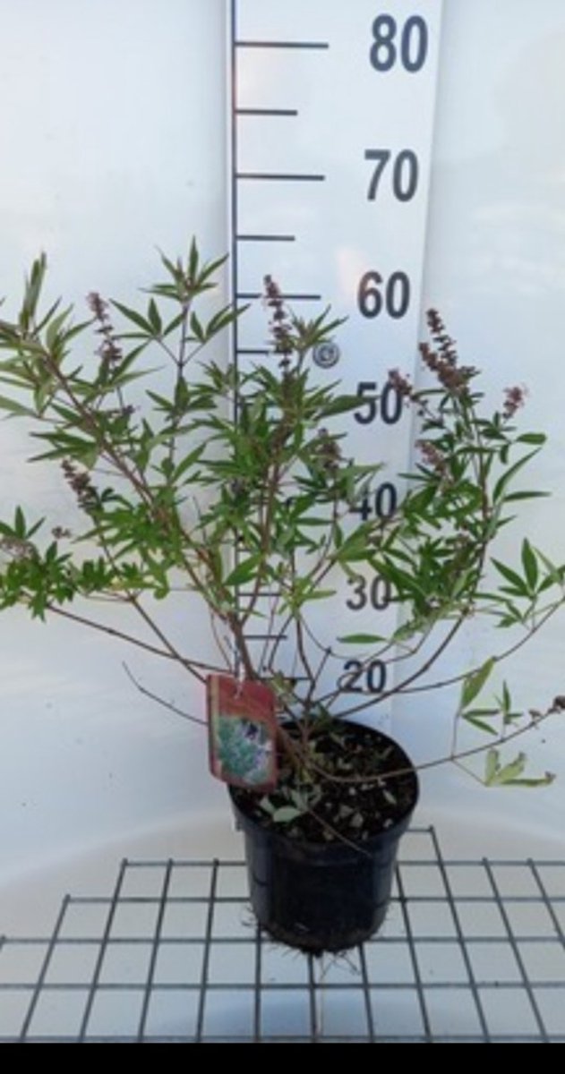 Vitex agnus-castus 'Pink Pinnacle' - Monnikspeper 30- 40 cm in pot