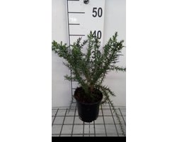 Ulex europaeus - Gaspeldoorn 15- 20 cm in pot