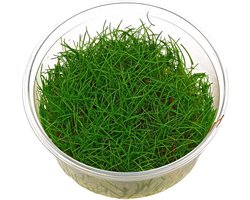 Moerings Eleocharis Minima | In vitro cup Waterplant