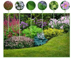 Borderpakket Schaduwtuin (6 planten) - Bijen-Vlinders - Bodembedekkers - Groenblijvend - Snijbloemen - Vaste planten
