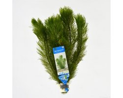 Myriophyllum scrabatum / pinnatum