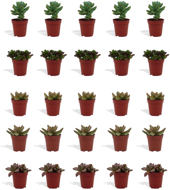 DutchLeafs Sedum Mix Mini Vetplanten - 20 Stuks - Kwekerspot 5,5 cm - Hoogte 8-15 cm - Mini Plantjes - Succulenten - Kamerplanten