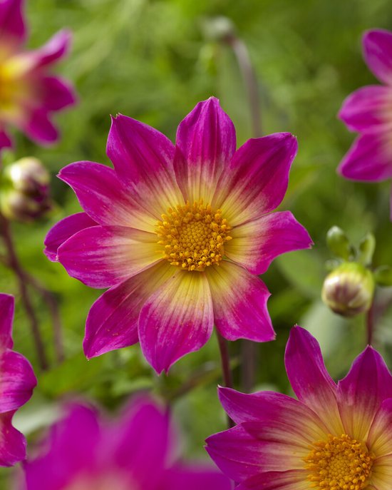 Dahlia Bright Eyes | 1 stuk | dahlia knollen