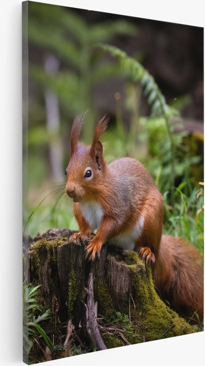 Saammp Canvas Schilderij - Eekhoorn in het bos - Landschap - Bloemen - Natuur - 30x45 - Foto op canvas - Wanddecoratie - Muurdecoratie Woonkamer - Slaapkamer decoratie - Canvas Print Multicolor