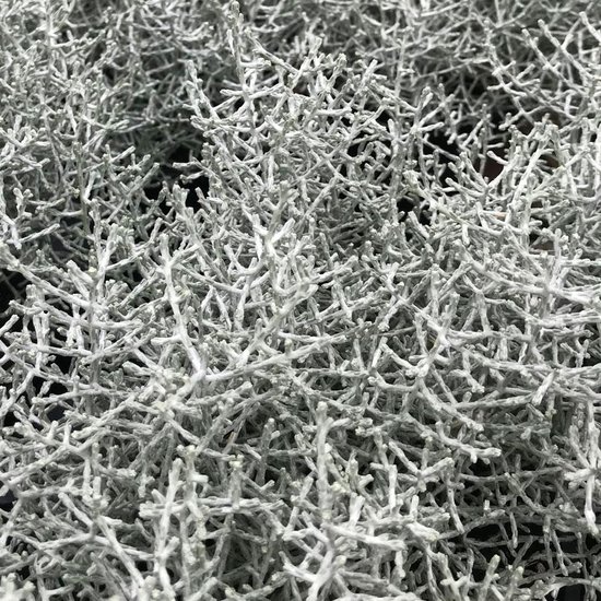 Zilverstruikje - Calocephalus Brownii - veel gebruikt in gecombineerde plantenbakken - potmaat Ø10,5cm - hoogte 15cm - 10 stuks