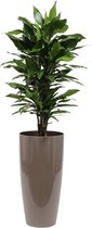 Dracaena Janet Lind in Santorini pot semi-hydroculture Taupe (DrJLK33T)