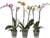 Phal Special Mix 2T14+ (PH4202L02A)