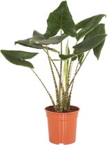 Alocasia Zebrina (Alocasia Zebrina)