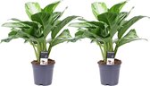 Decorum Duo Aglaonema Silver Bay (201022)