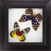 Apeirom Decoratief Opgezette Vlinder in 3D Lijst - 17.5*17.5cm - Lijst Donkerbruin