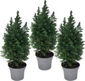 Schijncipres - conifeer  (Chamaecyparis thyoides 'Top Point') in  pot Ø17cm - ↕ 30cm - 3 stuks