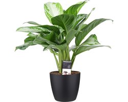 Aglaonema Silver Bay met Elho brussels living black - Hoogte 50cm potmaat 27 - Bektas Plants