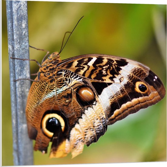 Forex - Beau papillon marron sur brindille - Photo 80x80cm sur Forex | bol