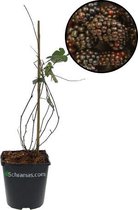 Rubus fruticosus'Thornfree', doornloze braam, braam zonder doornen tekels, pot gekweekt voor tuin moestuin, terras en balkon