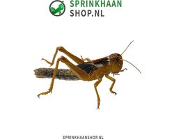 Sprinkhaan levend (10 STUKS) | Kleine levende sprinkhanen voor reptielen en vogels | 2 - 4 cm | Sprinkhaanshop.nl
