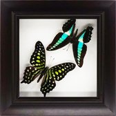 Decoratief opgezette vlinder in donkerbruine 3D lijst.