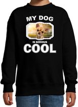 Chihuahua honden trui / sweater my dog is serious cool zwart - kinderen - Chihuahuas liefhebber cadeau sweaters 3-4 jaar (98/104)