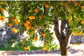 Plexiglas Schilderij Sinaasappelboom