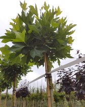 Bolplataan - Platanus acerifolia Alphens Globe | Omtrek: 8-12 cm | Hoogte: 300 cm