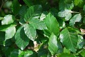 Leibeuk groen - Fagus sylvatica | Omtrek: 10-14 cm | Hoogte: 340 cm