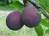 Pruimenboom - Prunus Monsieur Hatif | Omtrek: 14-18 cm | Hoogte: 350 cm