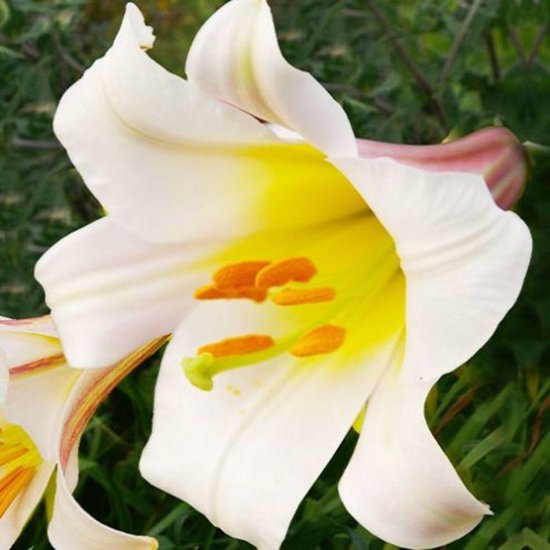 Tulpenbollen - Set van 14 - Tulipa 'Black Parrot' - Bloembollen - Paars