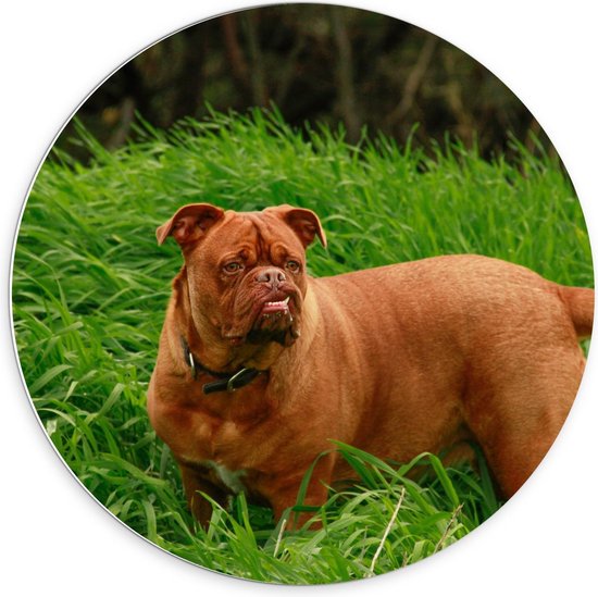 Forex Wandcirkel - Bruine Hond in Gras - 70x70cm Foto op Wandcirkel (met ophangsysteem)