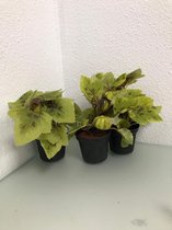 Kunstplantjes - groen - 3 stuks