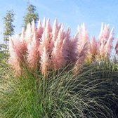 12 x Cortaderia Selloana 'Rosea' - Pampasgras in 9x9cm pot