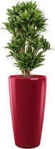 Dracaena Compacta in watergevende Rondo Rood | Drakenbloedboom