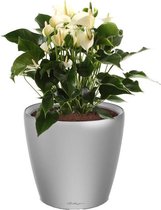 Anthurium wit in watergevende Classico zilver | Flamingoplant