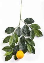 Livistona Rotundifolia in Elho Greenville groen | Waaierpalm