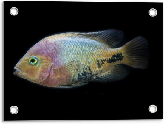 Tuinposter – Pastelgekleurde Vis op Zwarte Achtergrond - 40x30cm Foto op Tuinposter  (wanddecoratie voor buiten en binnen)