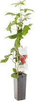 Framboos 'Tulamagic' - Rubus idaeus - zomer - H60 cm - potmaat Ø11cm