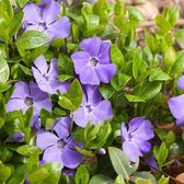 8 x Vinca major - Grote Maagdenpalm in C2 pot met hoogte 10-20cm