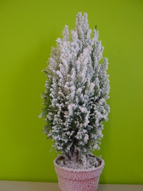 Véritable sapin de Noël avec sapin des neiges Chamaecyparis L