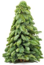 Bloomgift | Kerstbomen | Mini kerstoompje op ronde voet | Echt Nobilis |  50cm