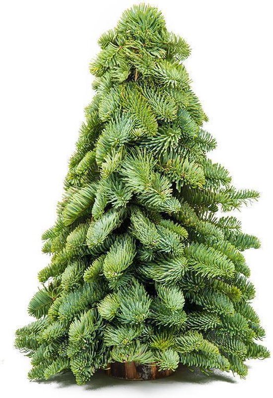 BloomGift | Kerstbomen | Echt Kerstboompje | Vers | 50cm