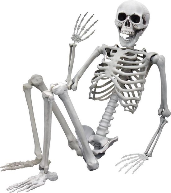 Een levensgroot skelet in een zittende pose met opgeheven hand, geïsoleerd op een witte achtergrond.