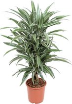 Dracaena Warneckei 100 cm