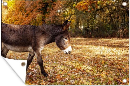 Âne marchant à travers les feuilles d'automne affiche de jardin toile en vrac 60x40 cm - petit - toile de jardin / toile d'extérieur / Peintures pour l'extérieur (décoration de jardin)