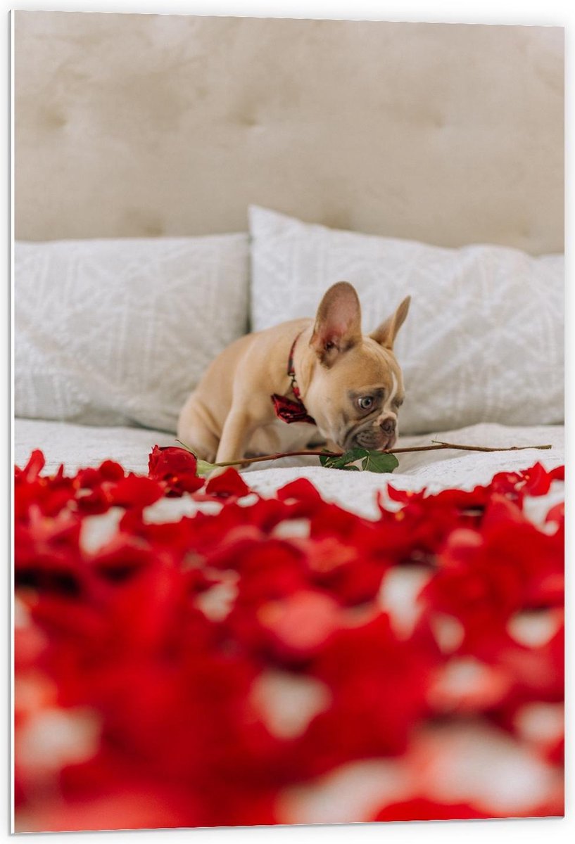 Forex - Hondje op Bed met Roos en Rozen Blaadjes - 60x90cm Foto op Forex