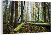 Schilderij - Bos met grote groene bomen — 90x60 cm