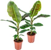 2x Musa Cavendish - Bananenplant - Kamerplant - Luchtzuiverend - ⌀21 cm - 90-100 cm